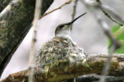 Black-chinned Hummingbird (ad fem on nest)