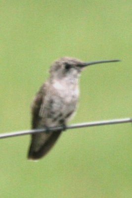 Black-chinned Hummingbird (dull juv)