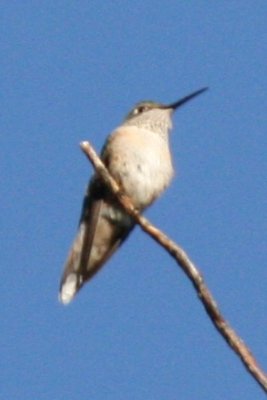 Broad-tailed Hummingbird