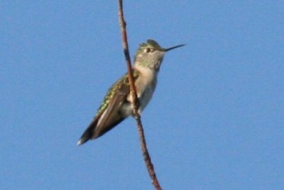 Broad-tailed? Hummingbird