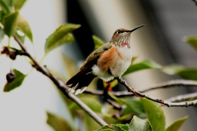 Rufous Hummingbird