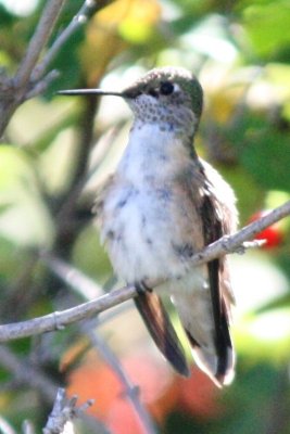Broad-tailed? Hummingbird