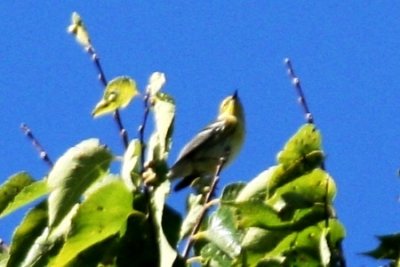 Townsend's Warbler (dull immature) 