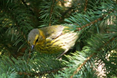 Cape May Warbler (imm male)