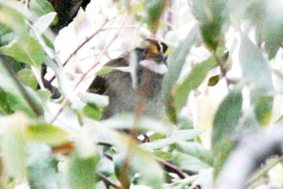 White-throated Sparrow (adult)