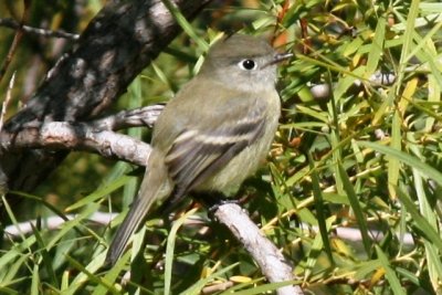 Hammond's Flycatcher (basic immature)