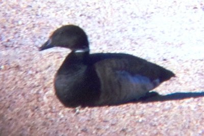 Brant (adult Gray-bellied)