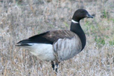 Brant (gray-bellied form)