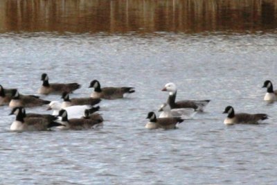 Possible hybrid Ross's x Snow Goose (juv)