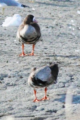 Greater White-fronted Goose (2 adults)