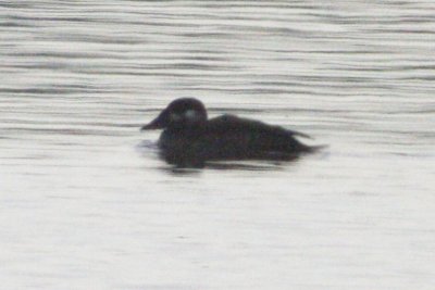 Surf Scoter (juv.)