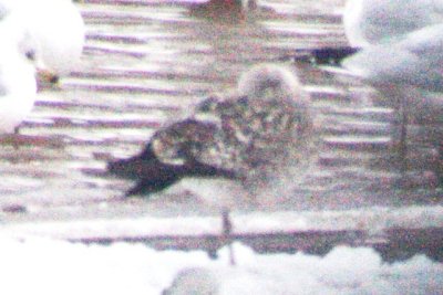 Lesser Black-backed Gull (1st cycle)