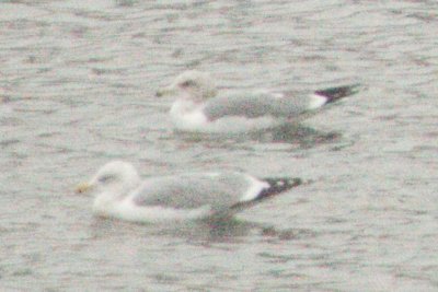 California Gulls subspp. albertaensis (L) and californicus (R)