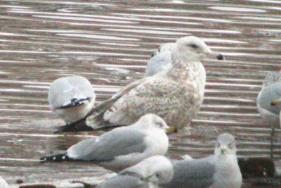 Possible Nelson's Gull (2nd cycle) 