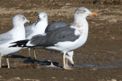 Lesser Black-backed Gull (adult basic), 1 Jan 2012, Larimer landfill, Colorado (USA)