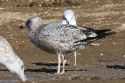 American Herring Gull 2cy