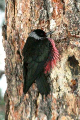 Lewis's Woodpecker