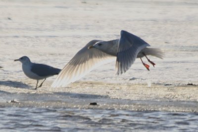 Overexposed; wingtip pattern typical for Kumlien's