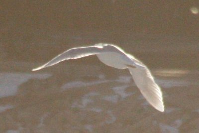 Kumlien's Iceland Gull