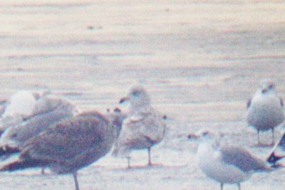 Kumlien's Gull, Aurora CO, 11 Jan 2014