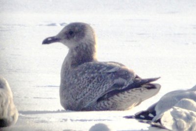 Thayer's Gull (1st cycle) 