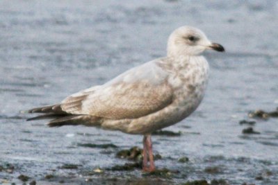 2nd cycle Thayer's Gull