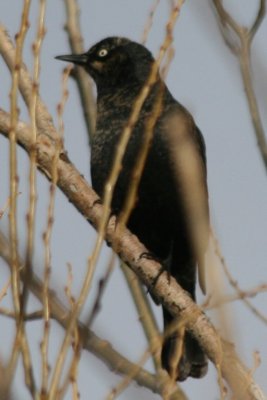 Rusty Blackbird (adult, basic)