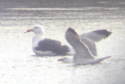 Lesser Black-backed Gull adult with California Gull