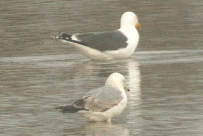 Lesser Black-backed Gull adult with Herring Gull