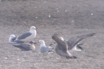 Herring Gull (first-cycle) with spread wings