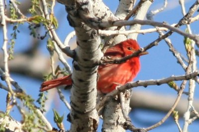 Summer Tanager (adult male)