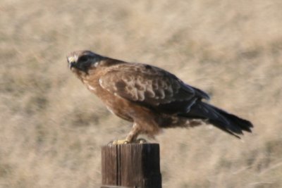 Rough-legged Hawk (dark morph)
