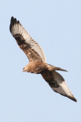 Rough-legged Hawk (dark morph flying)