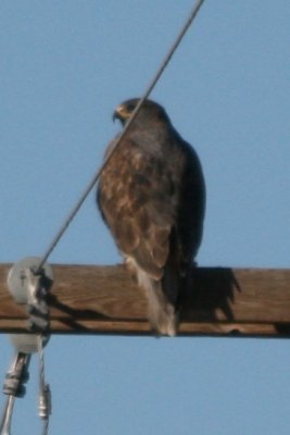 Ferruginous Hawk (adult dark morph)