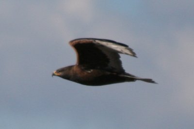 Ferruginous Hawk (adult dark morph flying)