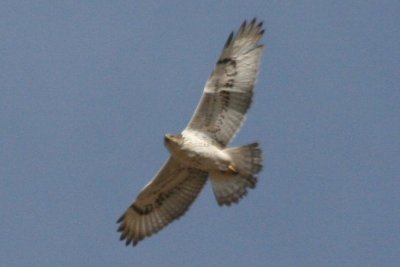 Ferruginous Hawk (juv in flight)