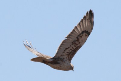 Ferruginous Hawk (adult flying)