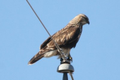 Rough-legged Hawk (juv female)