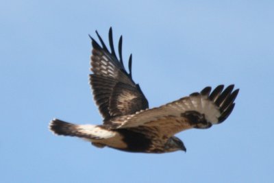 Rough-legged Hawk (juv female flying)
