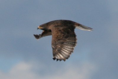 Ferruginous Hawk (adult dark morph flying)
