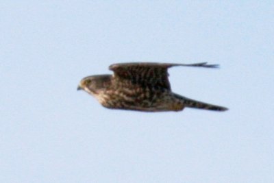 Merlin (in flight)