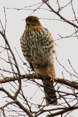 Sharp-shinned Hawk (imm.)