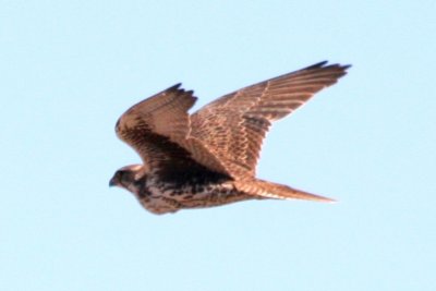 Prairie Falcon (flight)
