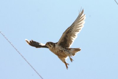 Prairie Falcon (male, in flight)