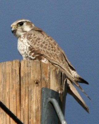 Prairie Falcon (male)