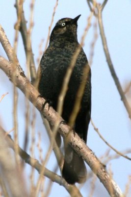 Rusty Blackbird (adult basic, molting)
