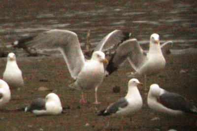 Herring Gull and California Gulls