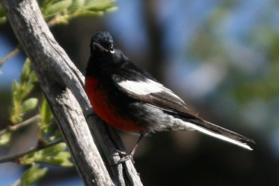 Painted Redstart