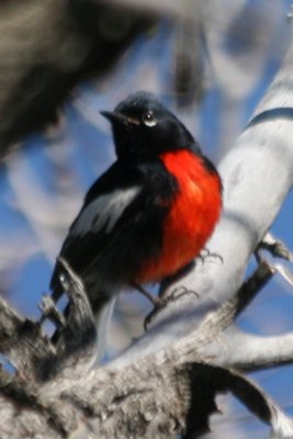 Painted Redstart, Weld County, 1 May 2014