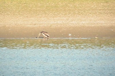 Brown Pelican in Colorado